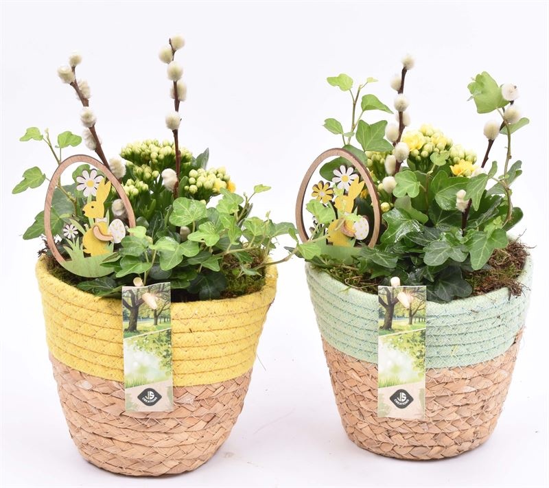 Jutemand met gekl. rand gl/gr 14,5c, D 14