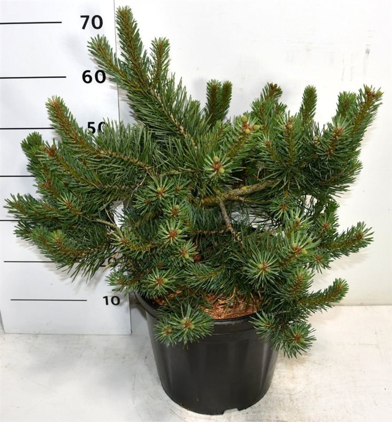 Pinus sylv. 'Albyns', D 38