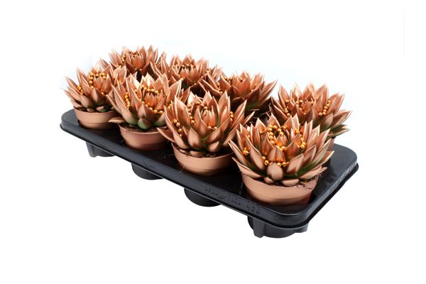 Miranda coloured bronze + chain, D 12