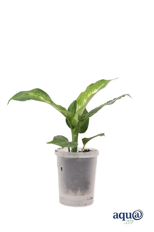 Diefenbachia p06 compacta Aqu@, D 6