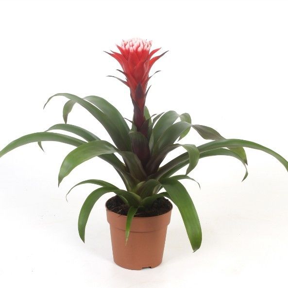 Guzmania Hope, D 12