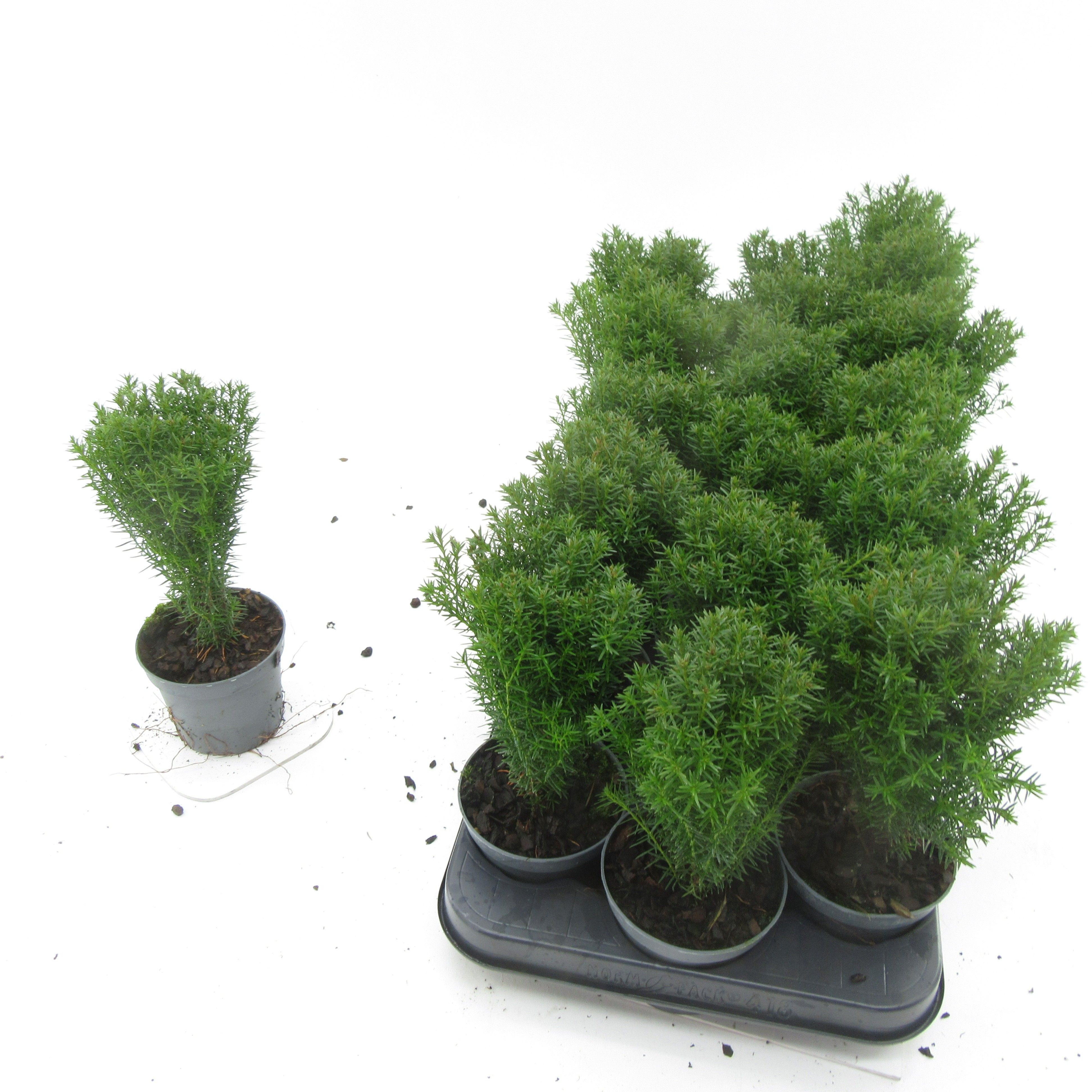 Thuja Teddy, D 9