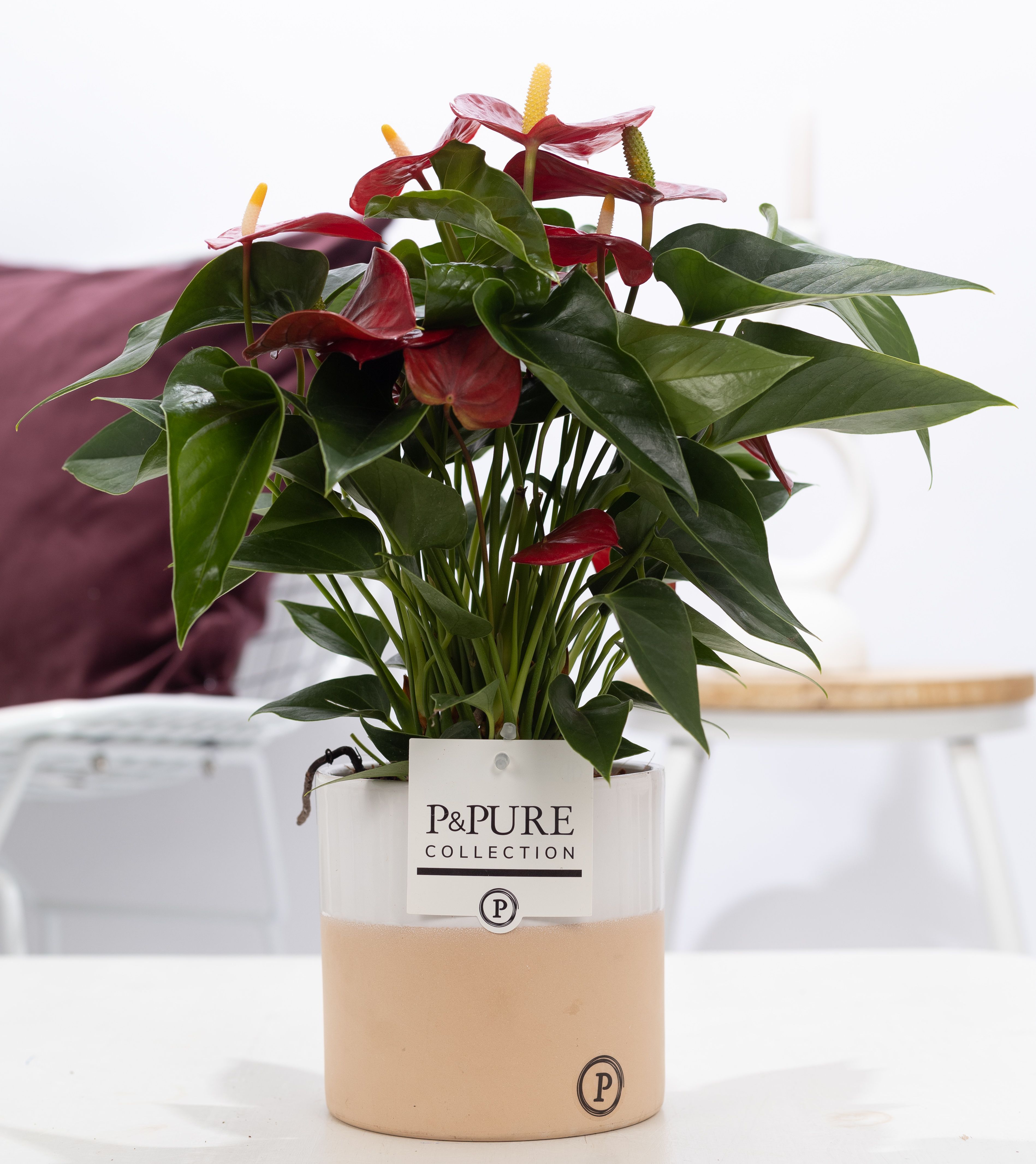 Anthurium red (Micra) in P&PURE Rosy ceramics, D 12
