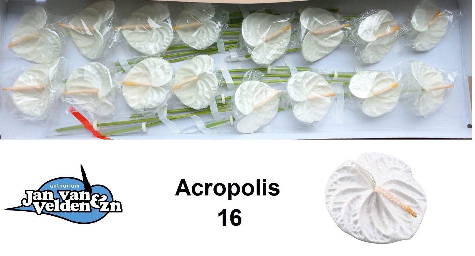 Антуриум Акрополис (бел.) x16, шт.
