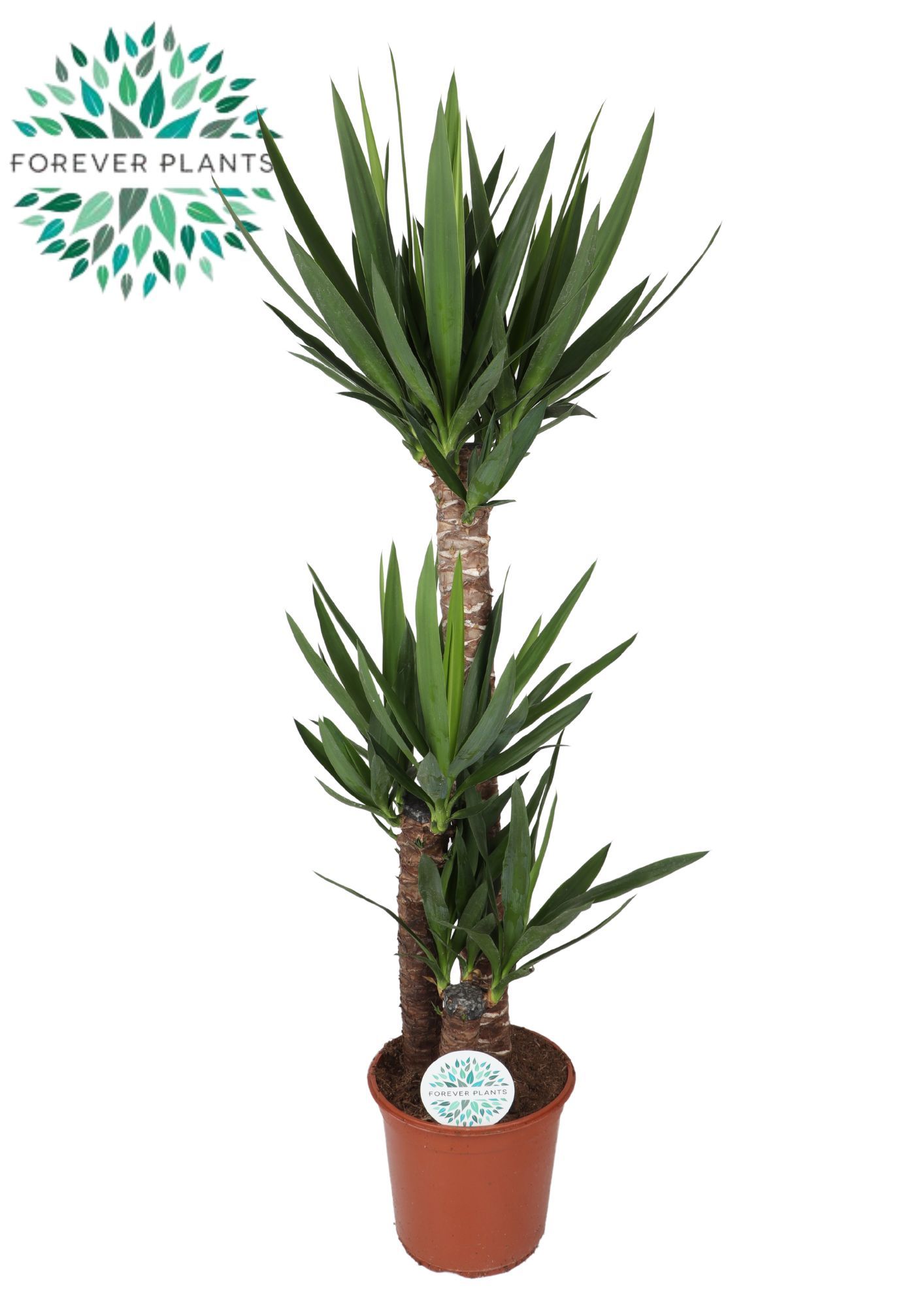 Yucca p24, 90+45+20 (3+ KOP), D 24