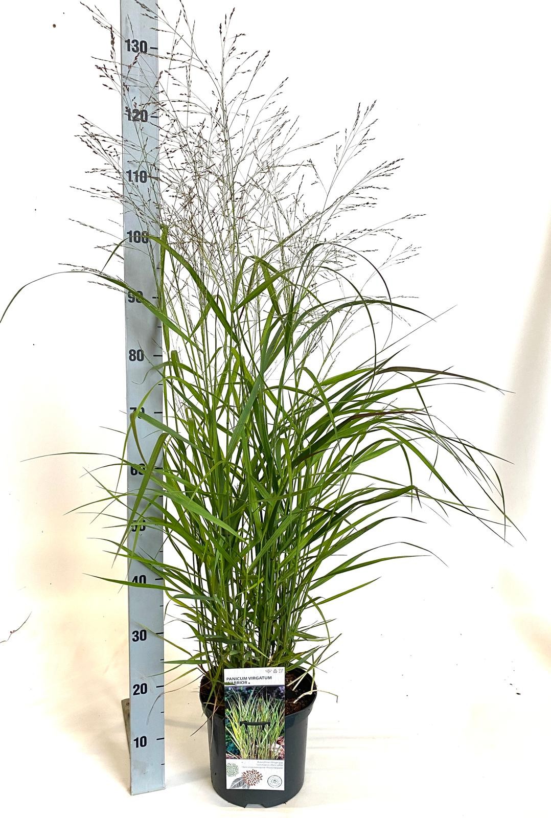 Panicum virgatum 'Warrior', D 23