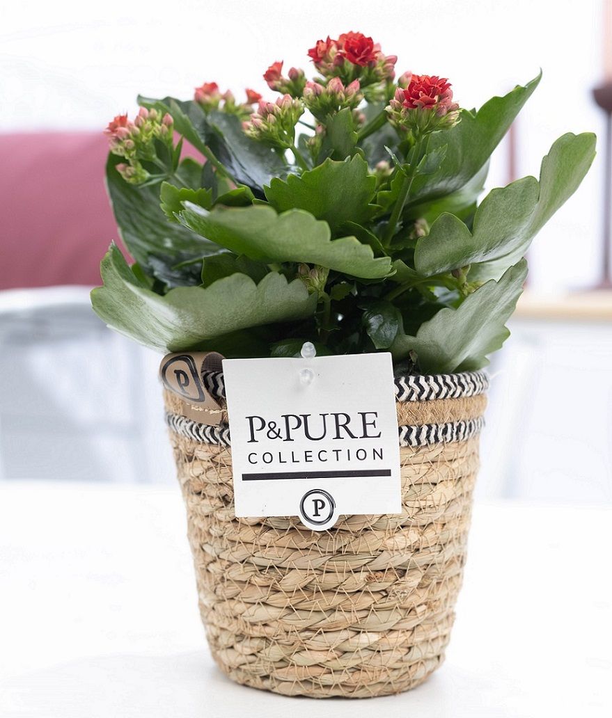 Kalanchoe red in P&PURE Basket 6, D 12