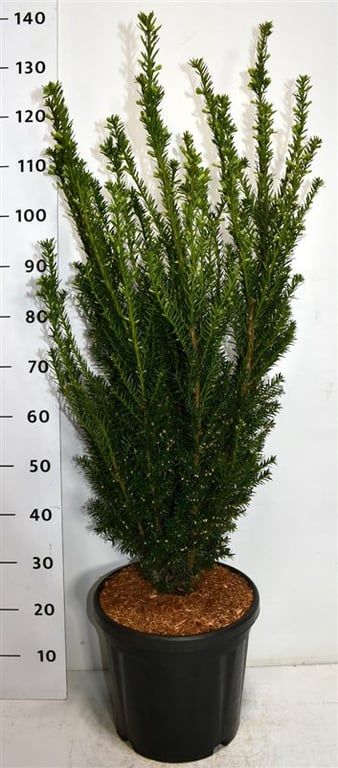 Taxus media 'Hillii', D 38