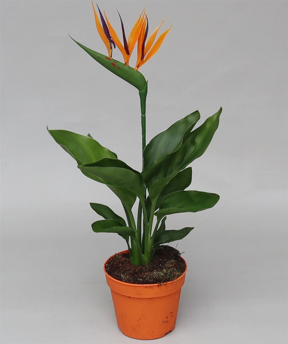 Strelitzia Regina, D 12