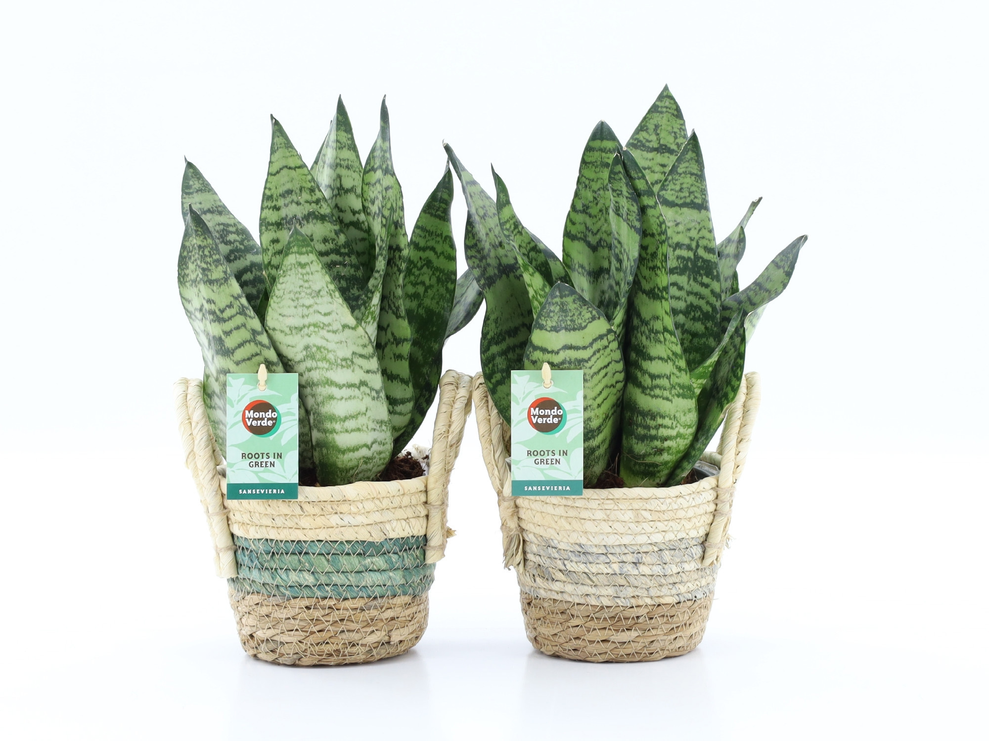 Sansevieria Black Coral in Noah Stripe, D 14