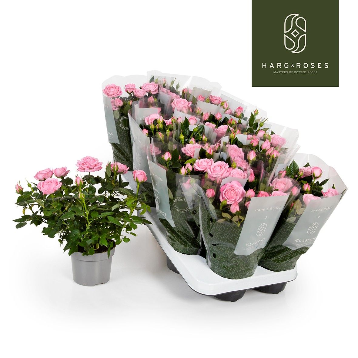 Rosa Kordana Elysium (Licht Roze), D 10,5