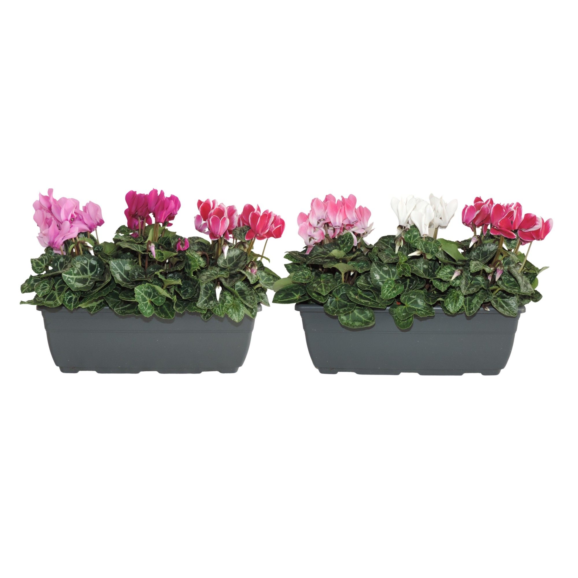 Cyclamen Super Serie Carnaval Balkonbak 27 cm, D 27