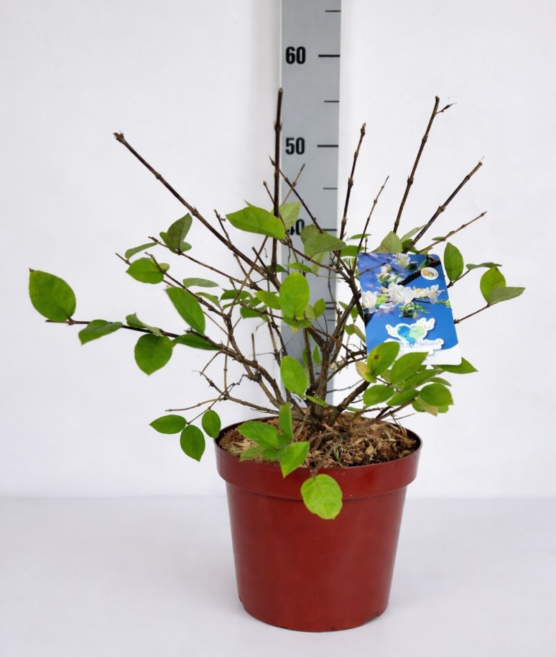 Lonicera purpusii C5 40-60, D 23