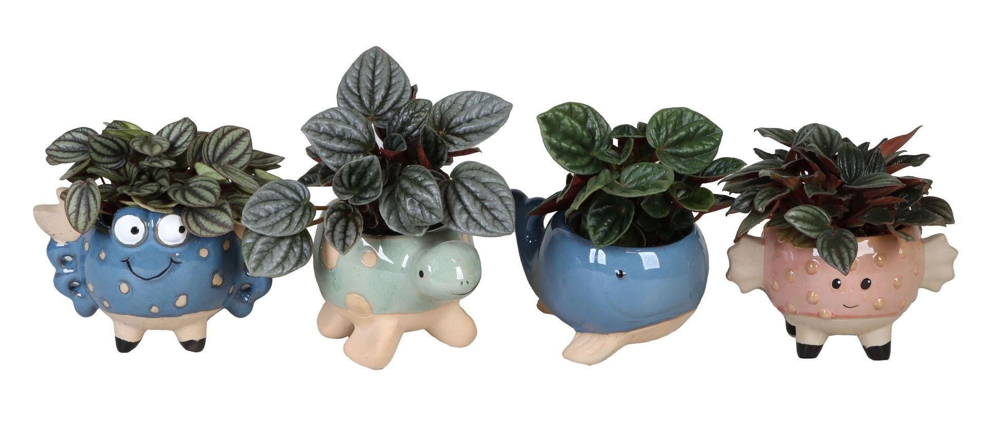 L 66605 with Peperomia Caperata Mix 6 cm, D 6