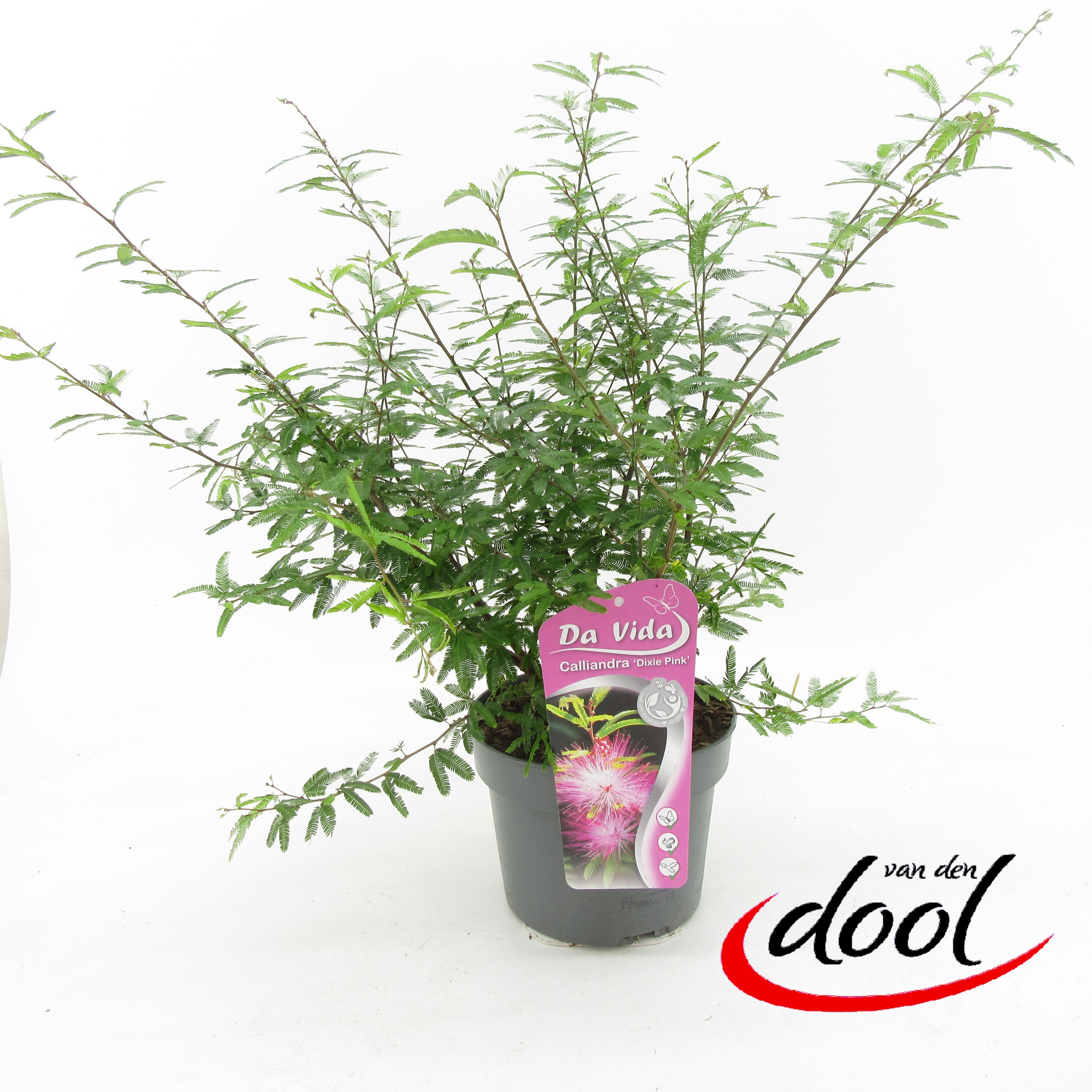 Calliandra Dixie Pink, D 19