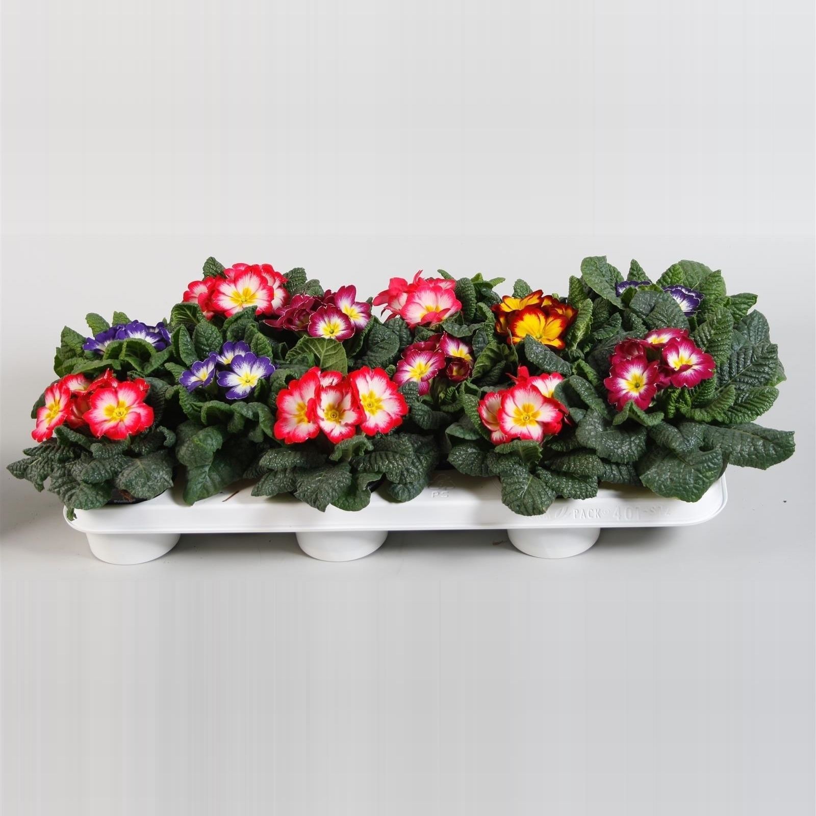 Primula BICOLOR, D 10,5