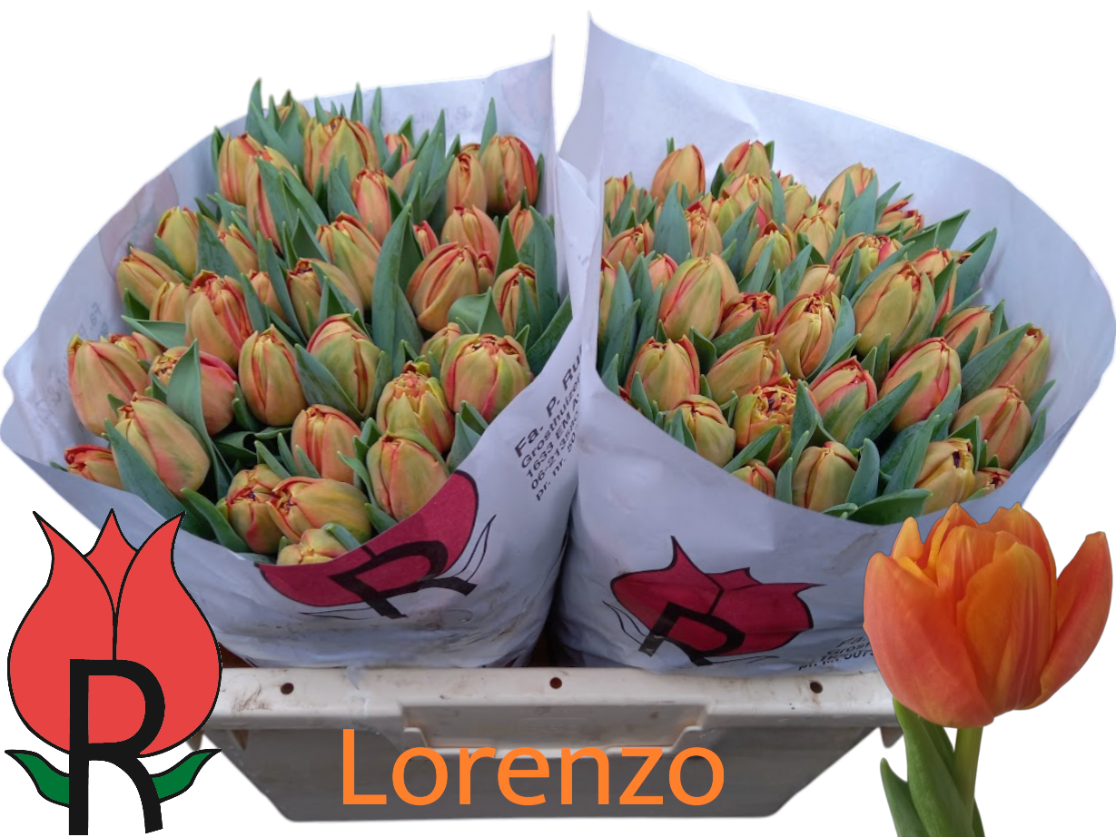Тюльпан дв. Лоренсо, шт.