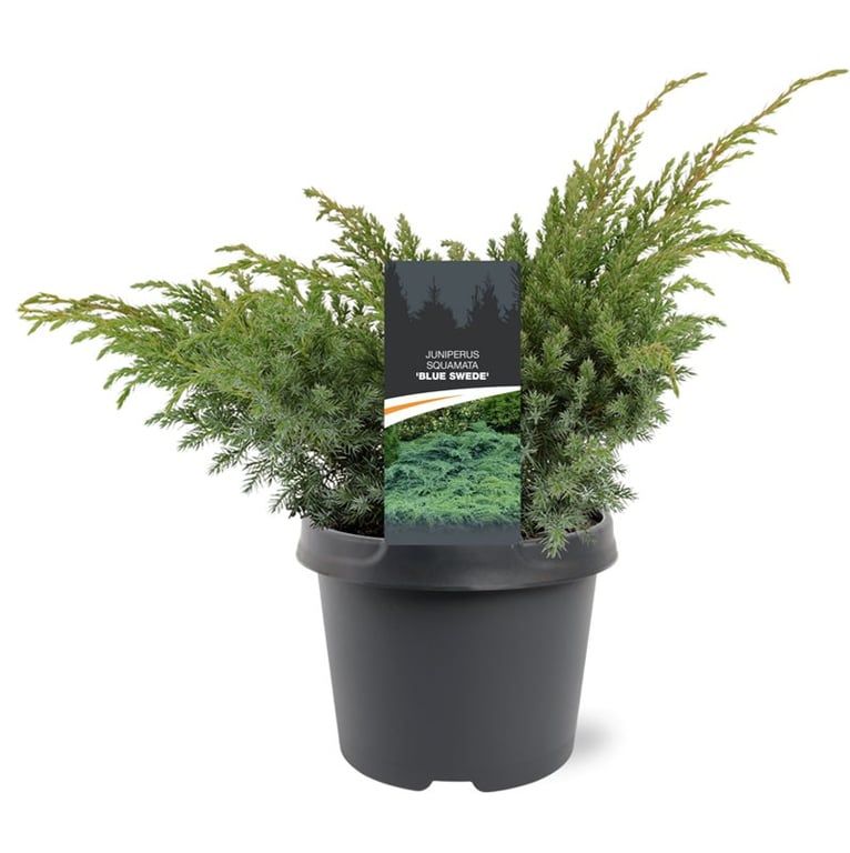 Juniperus squamata 'Blue Swede', D 19