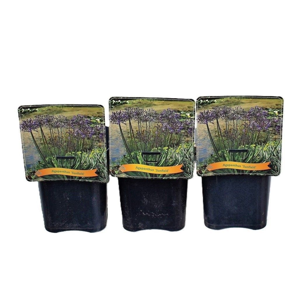 Agapanthus 'Sunfield' C5, D 21