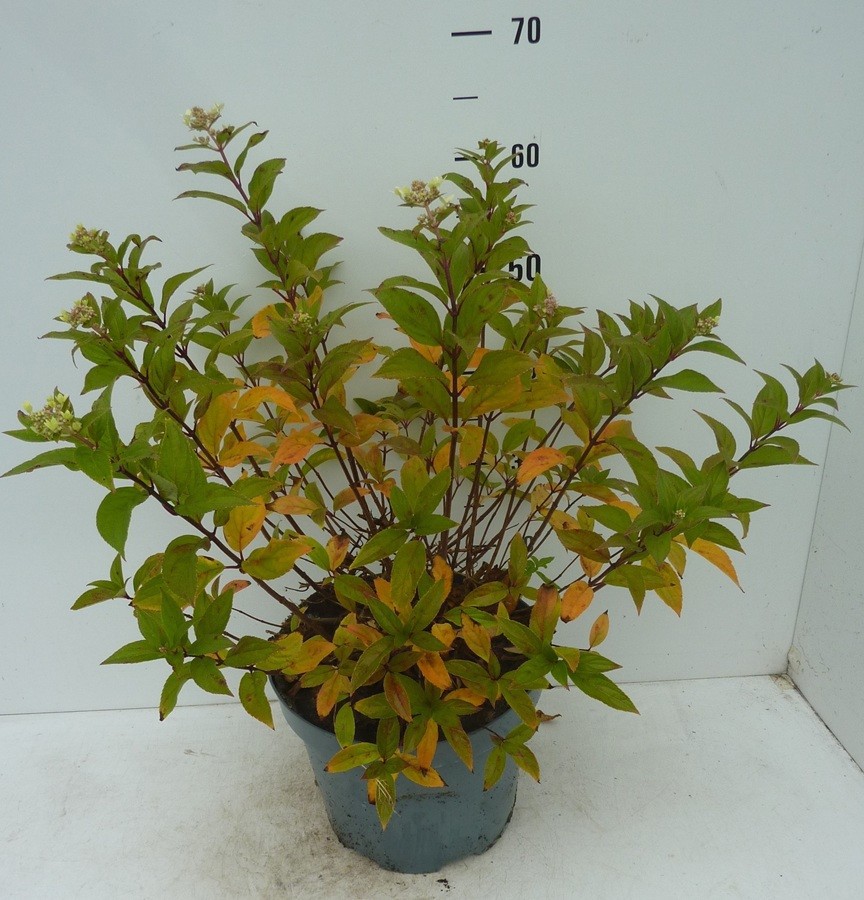 Hydrangea paniculata Confetti, D 27