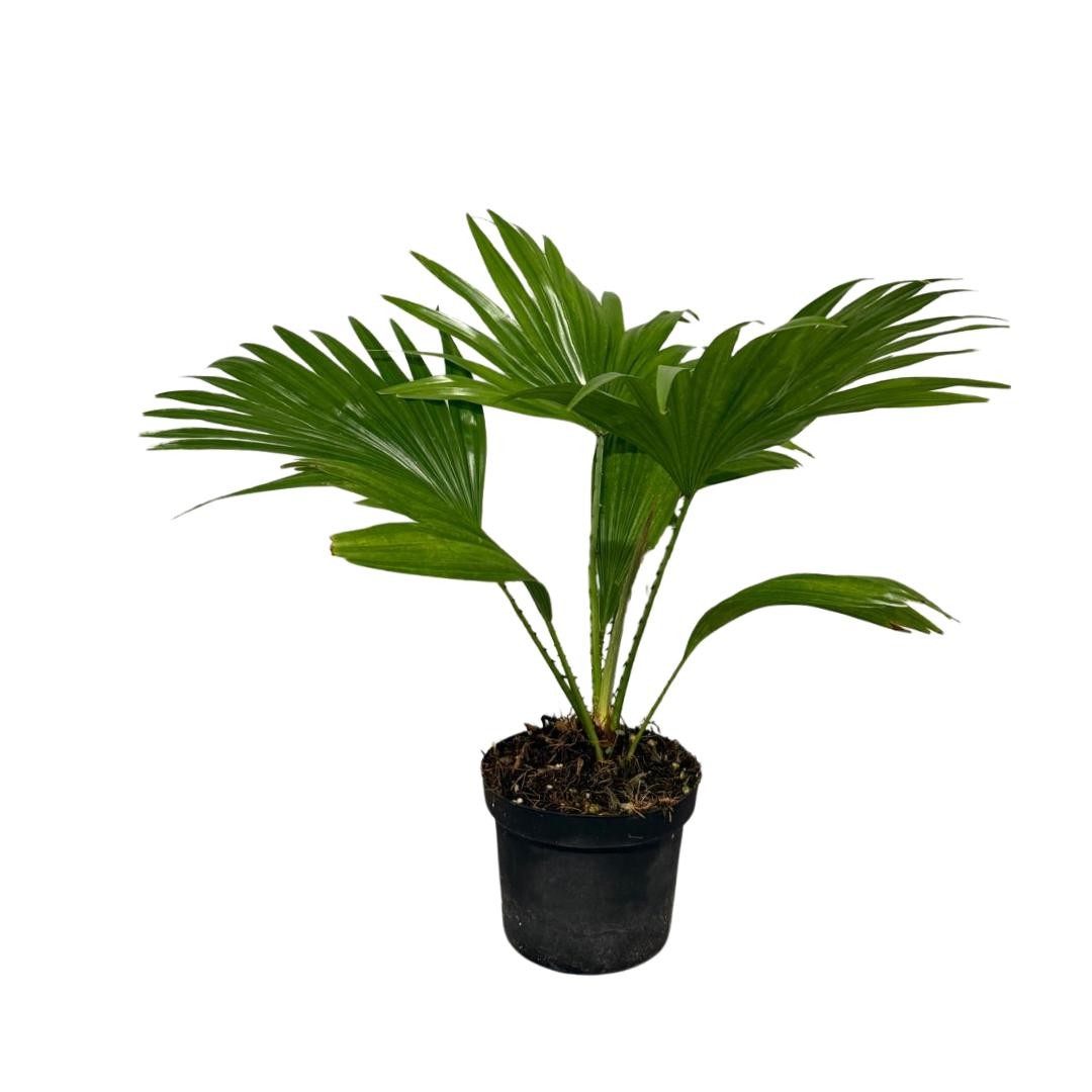Livistonia Rotundifolia 1pp, D 12