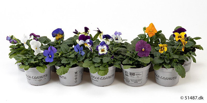 VIOLA CORNUTA-HYBRID 'MIX', D 9