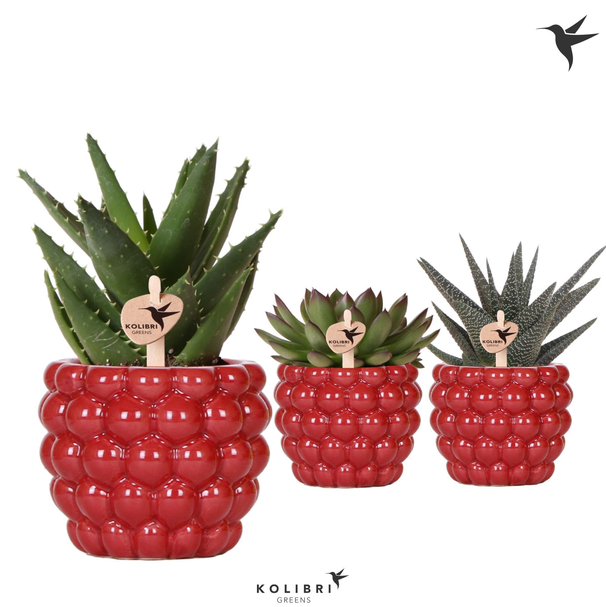 Kolibri Greens Succulenten mix in Berry pot, D 9