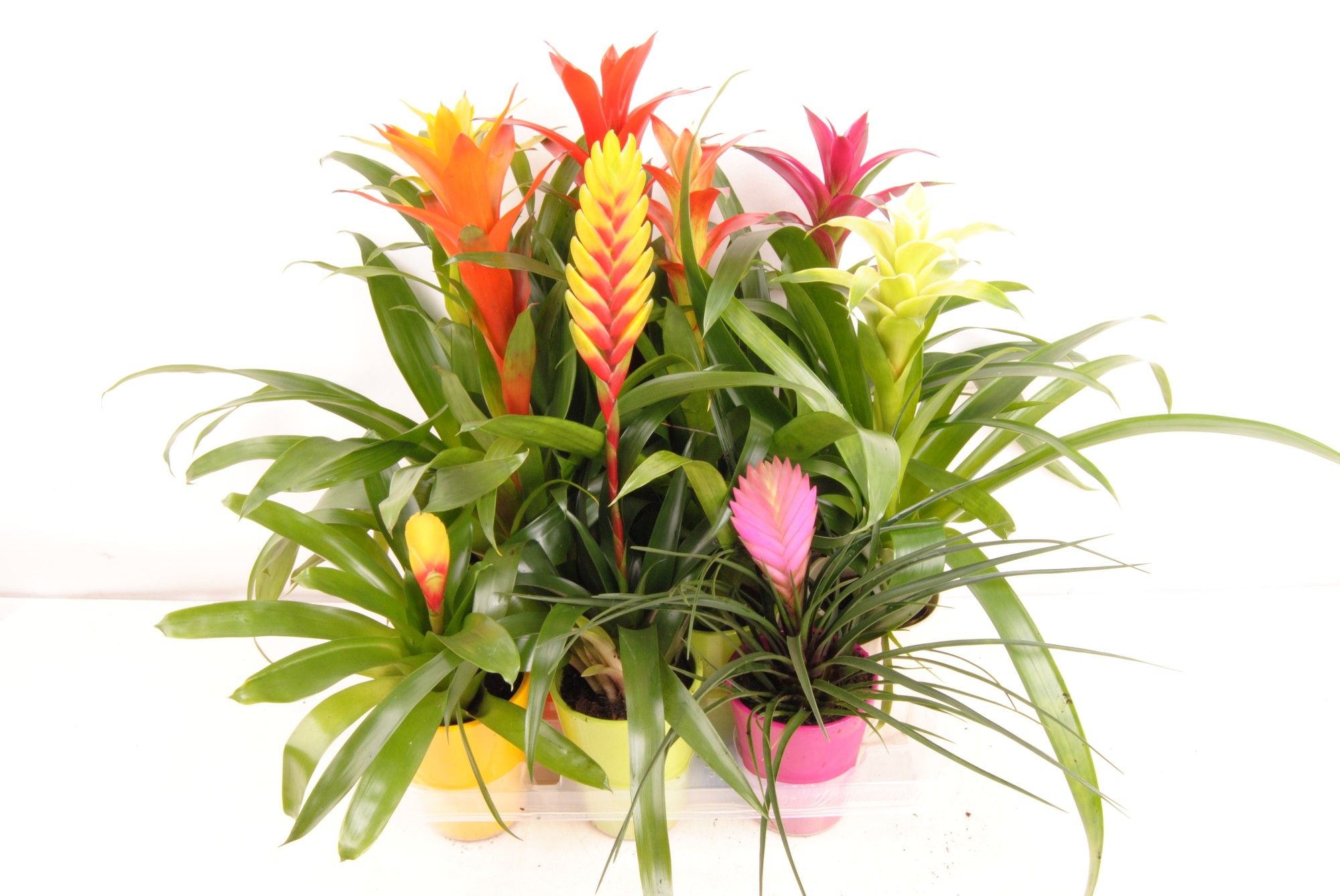 Bromelia mix in "Rimini" keramiek, D 11