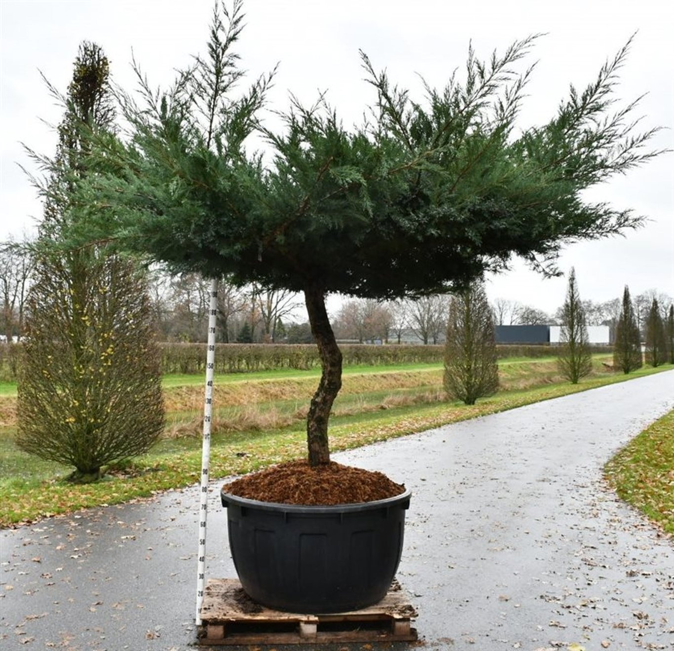 Juniperus media 'Hetzii', D 110