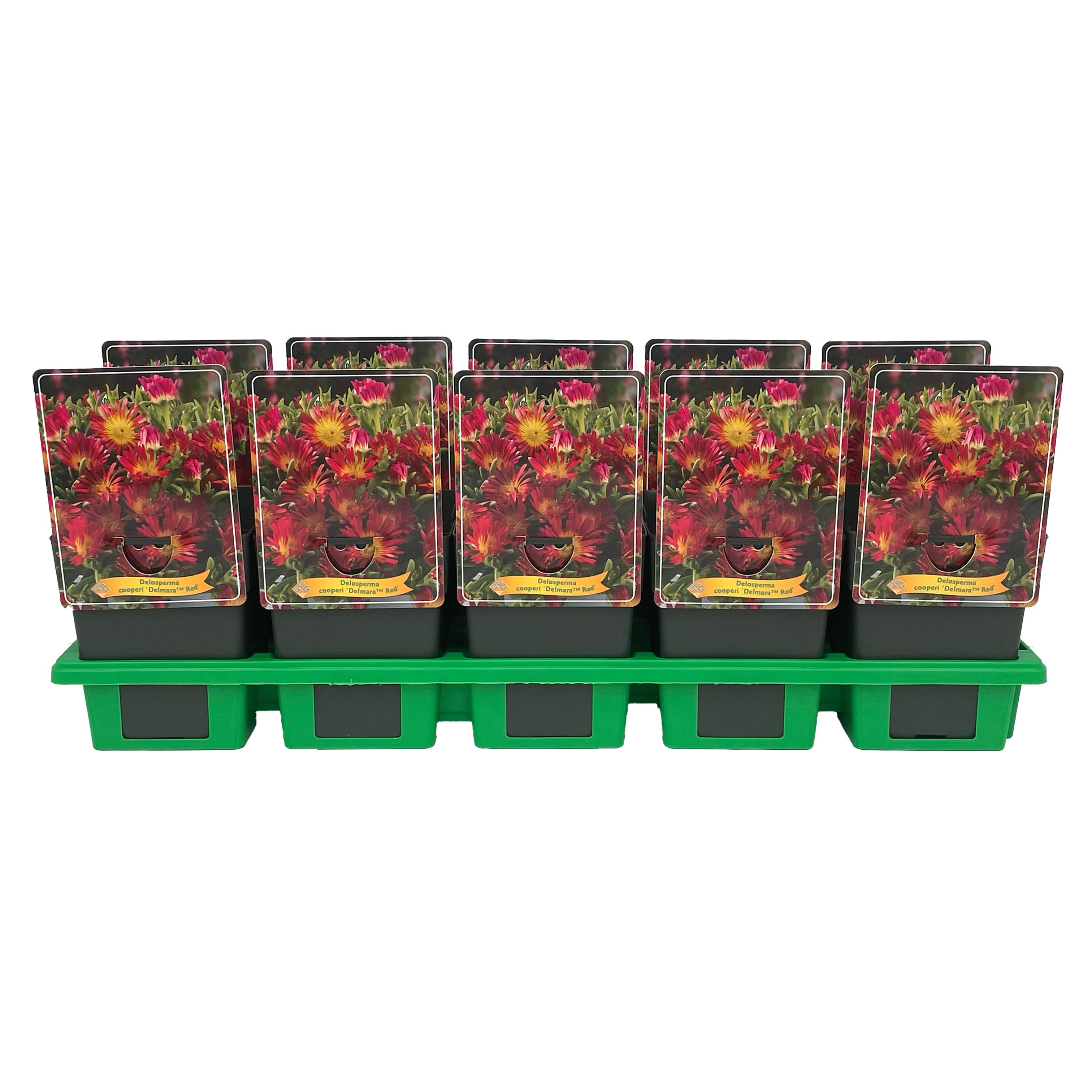 Delosperma cooperi Delmara 'Red' P11, D 11