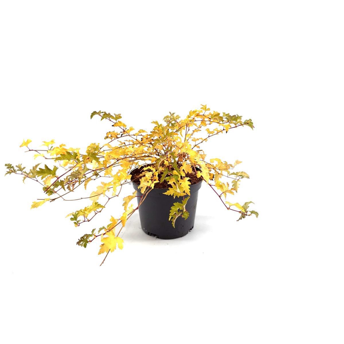 Stephanandra incisa 'Crispa', D 17