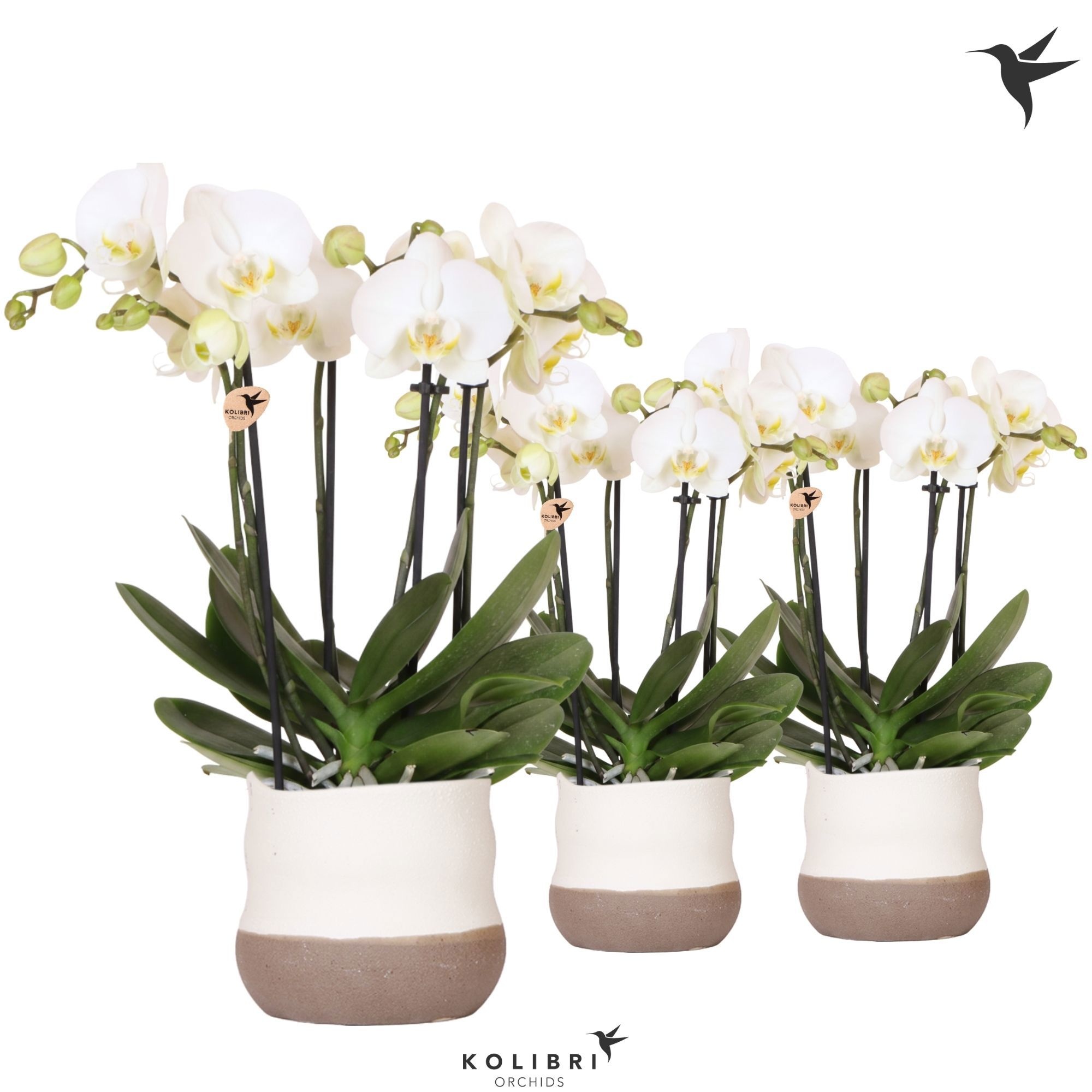 Kolibri Orchids Phalaenopsis Jewel Ghent 4 spike in Imperfect Bag pot, D 12