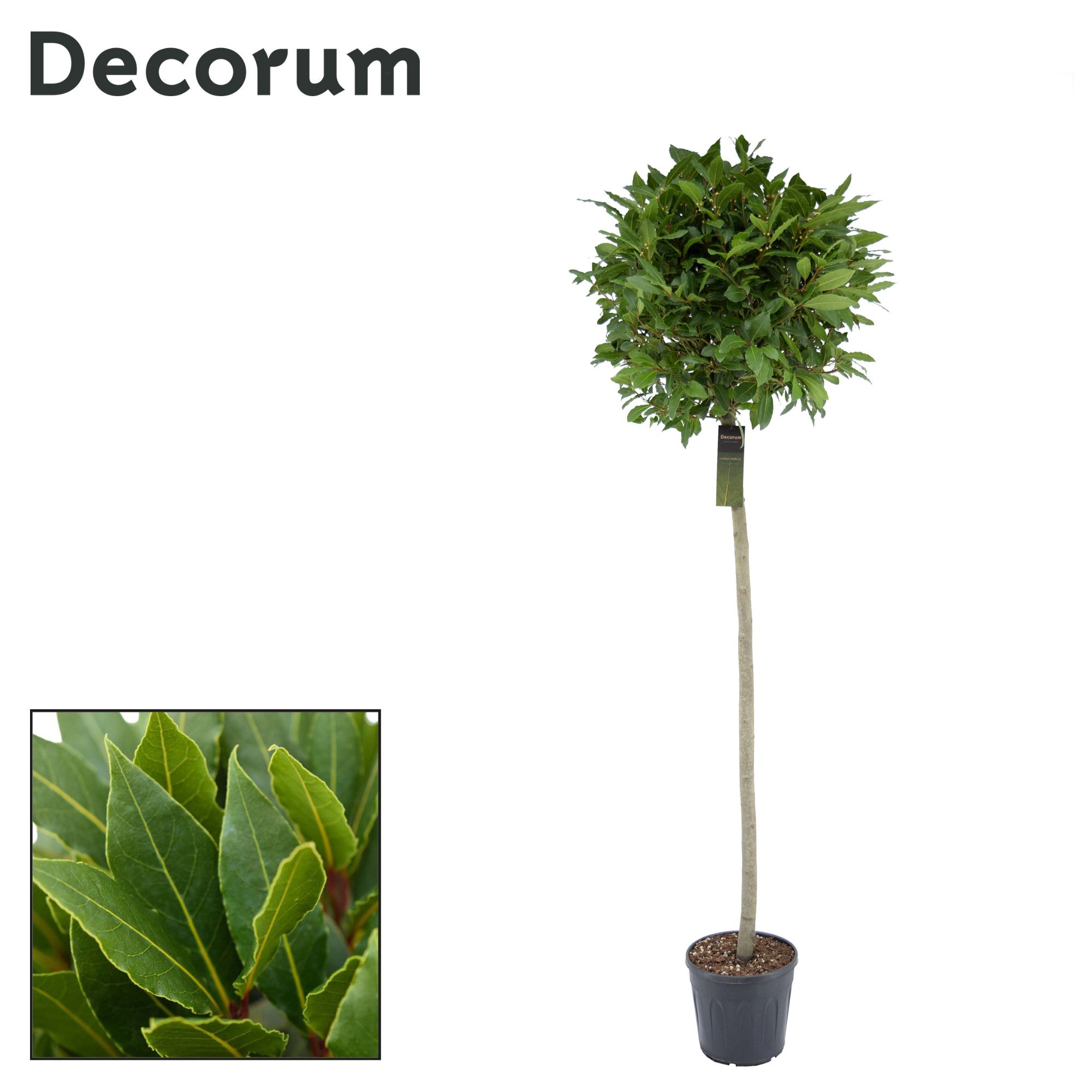 Laurus nobilis Bol op stam, D 25