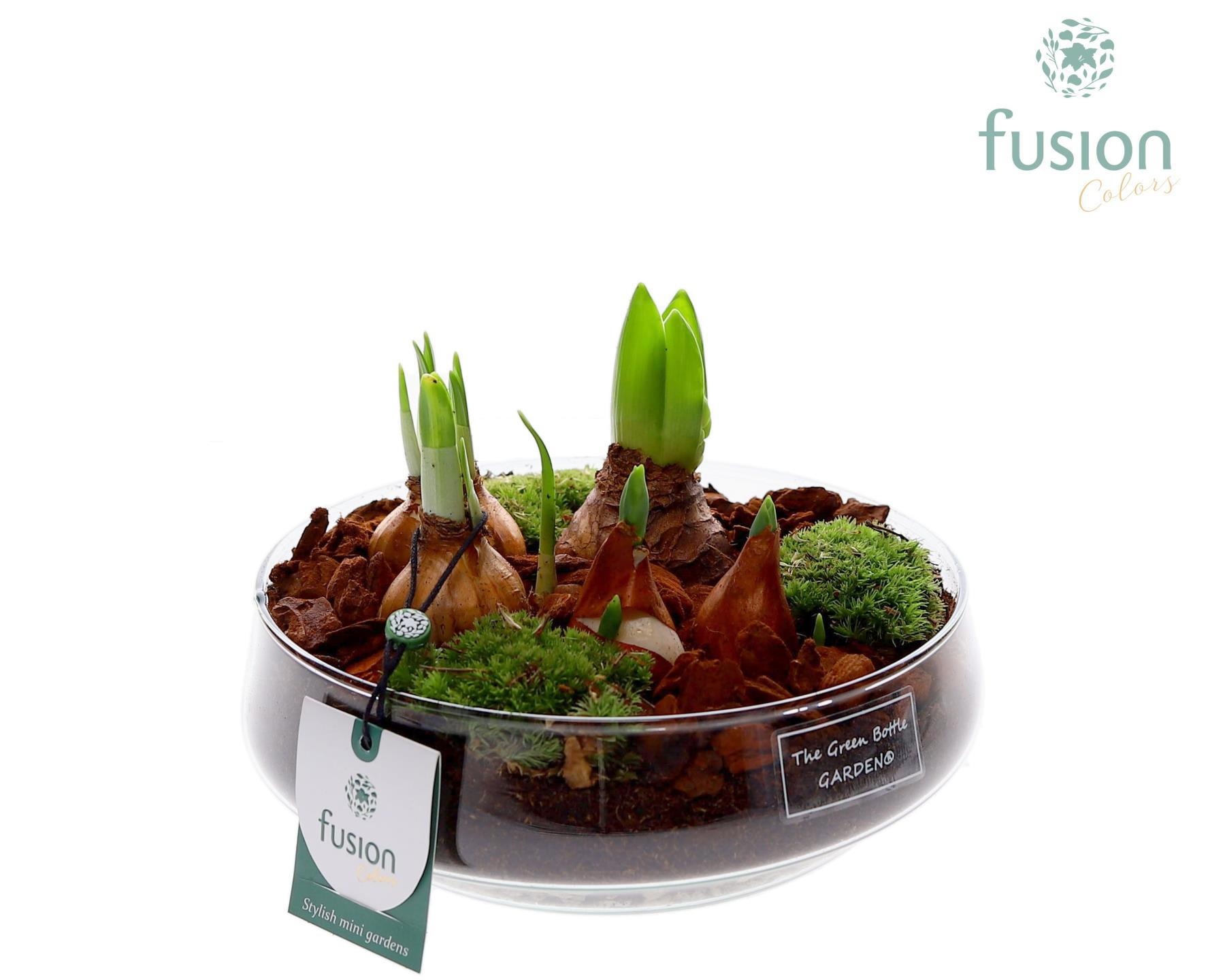 Green Bottle Iris Medium met Bollen mix, D 19