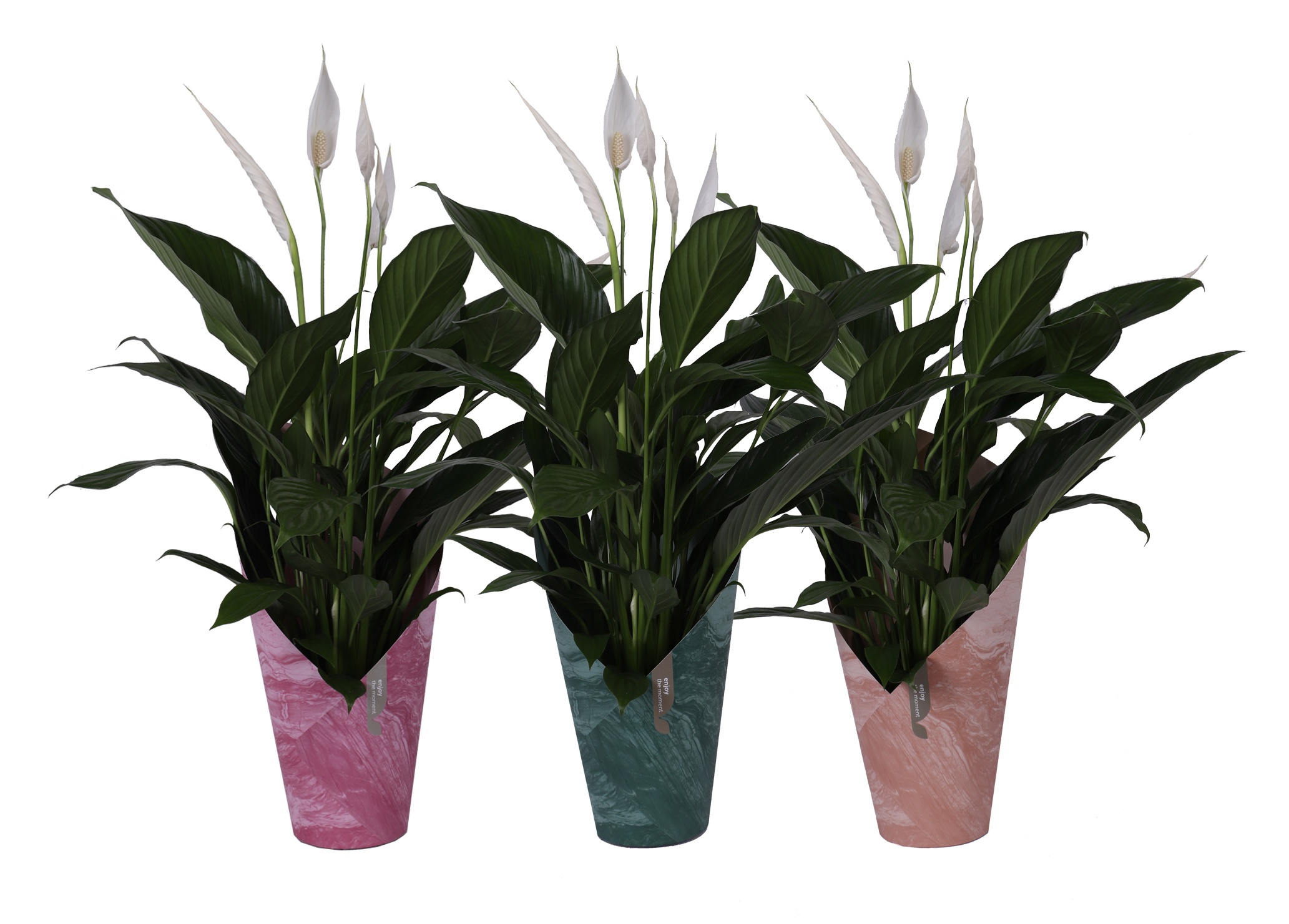 KP-117.1 - Spath Bingo Cupido 17cm in luxe koker 3 assorti, D 17