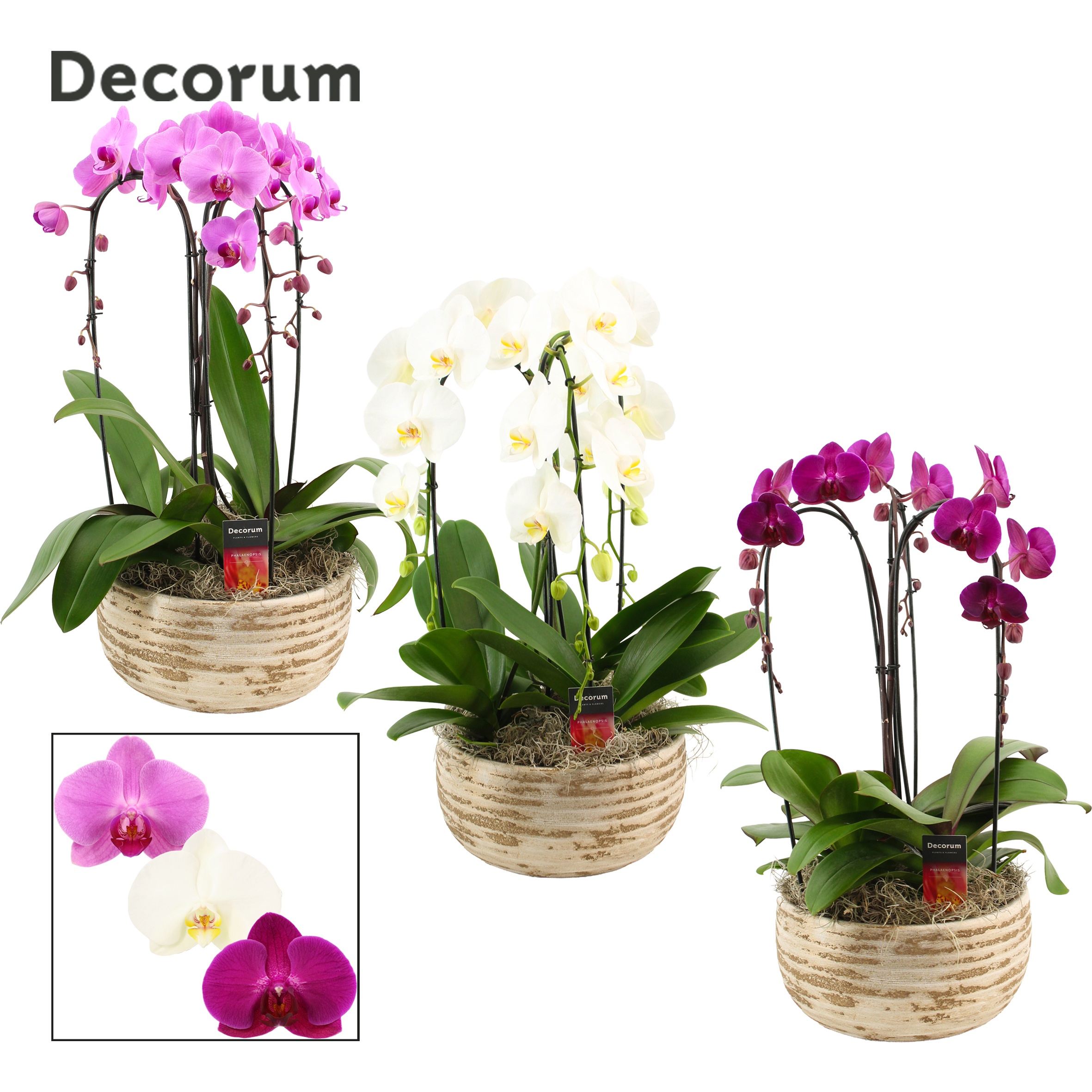 Luna cascade 3 tak symphony mix (Deco-collection), D 27