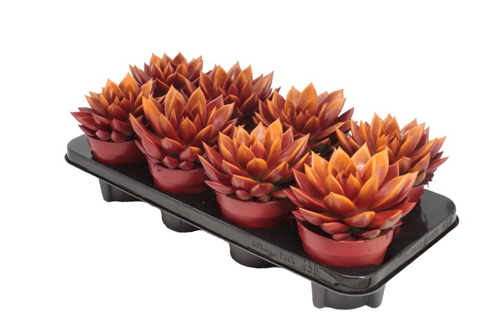 Miranda bicoloured red/orange, D 12