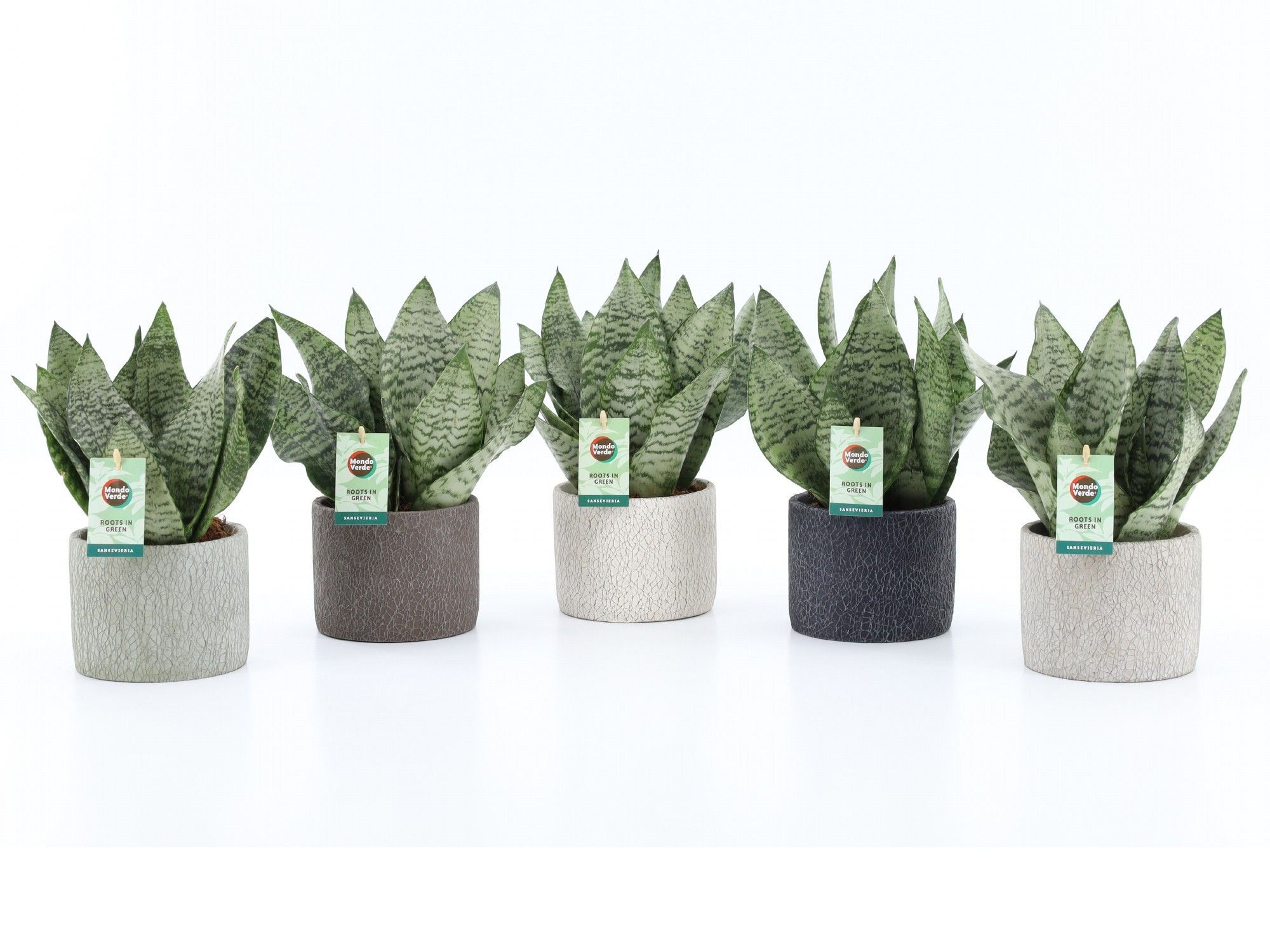 Sansevieria Black Coral in Classic Stone, D 14