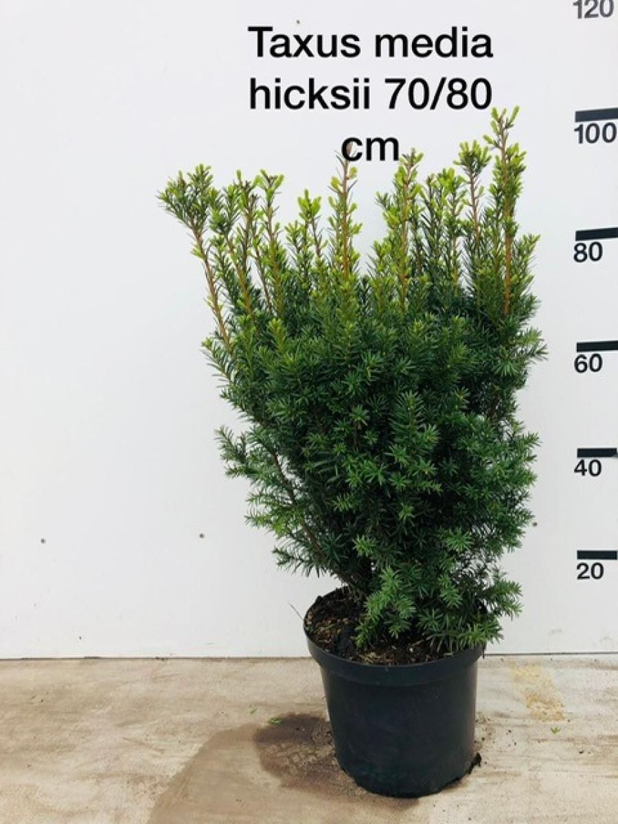 Taxus media 'Hicksii', D 29