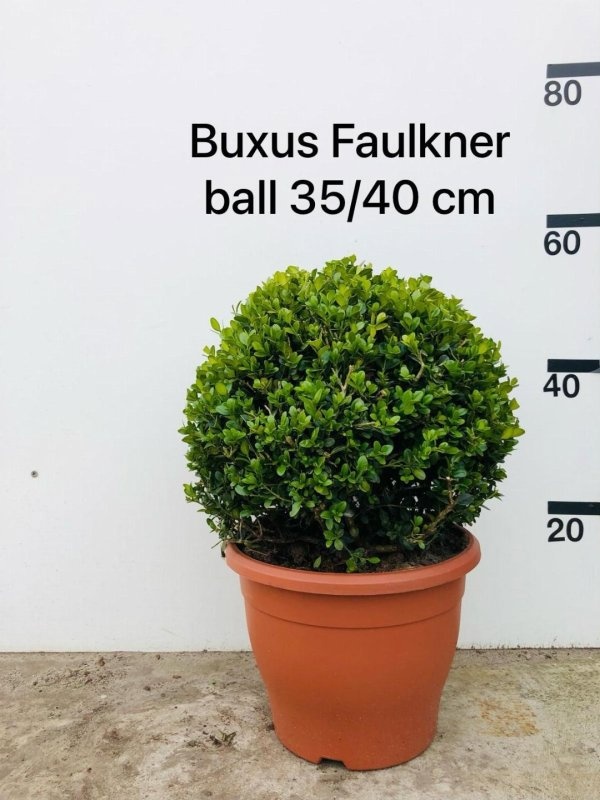 Buxus micr. 'Faulkner', bol, D 29