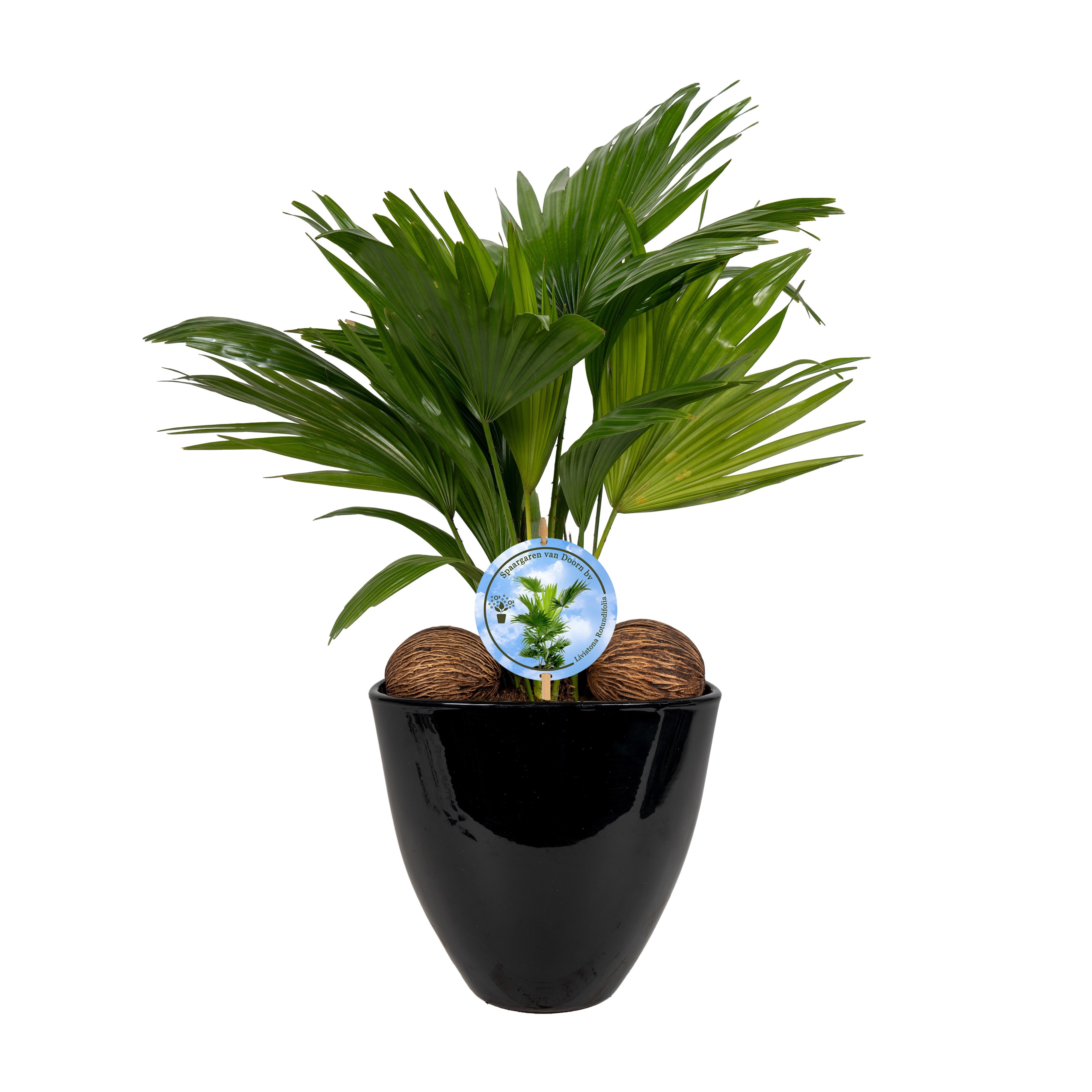 Livistona in avani pot black aspd disk etiket Lucht Zuiverend, D 22