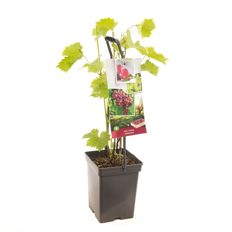 Vitis vin. Katharina - draagbeugel Roze druif, D 18