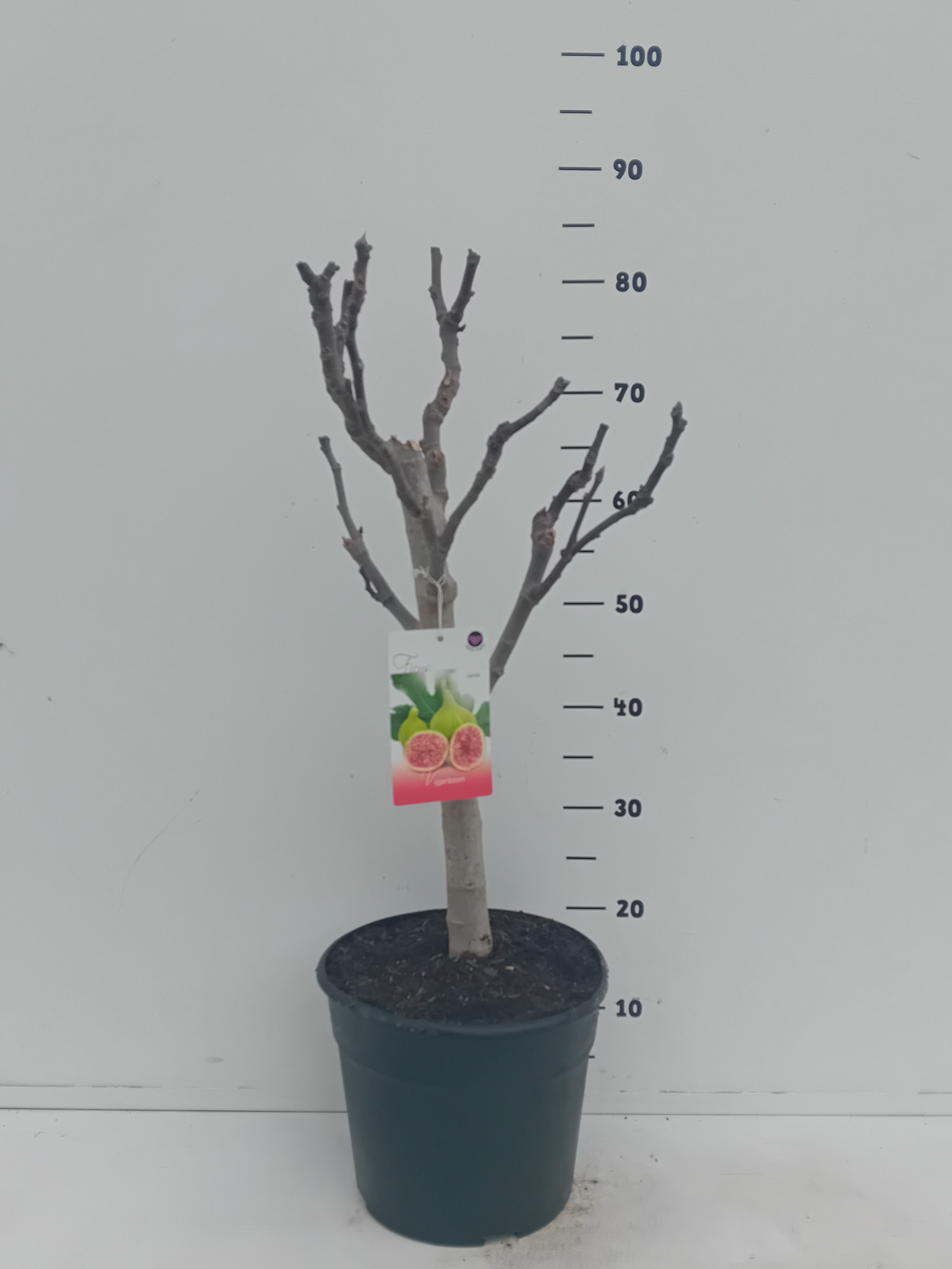 Ficus carica, D 26
