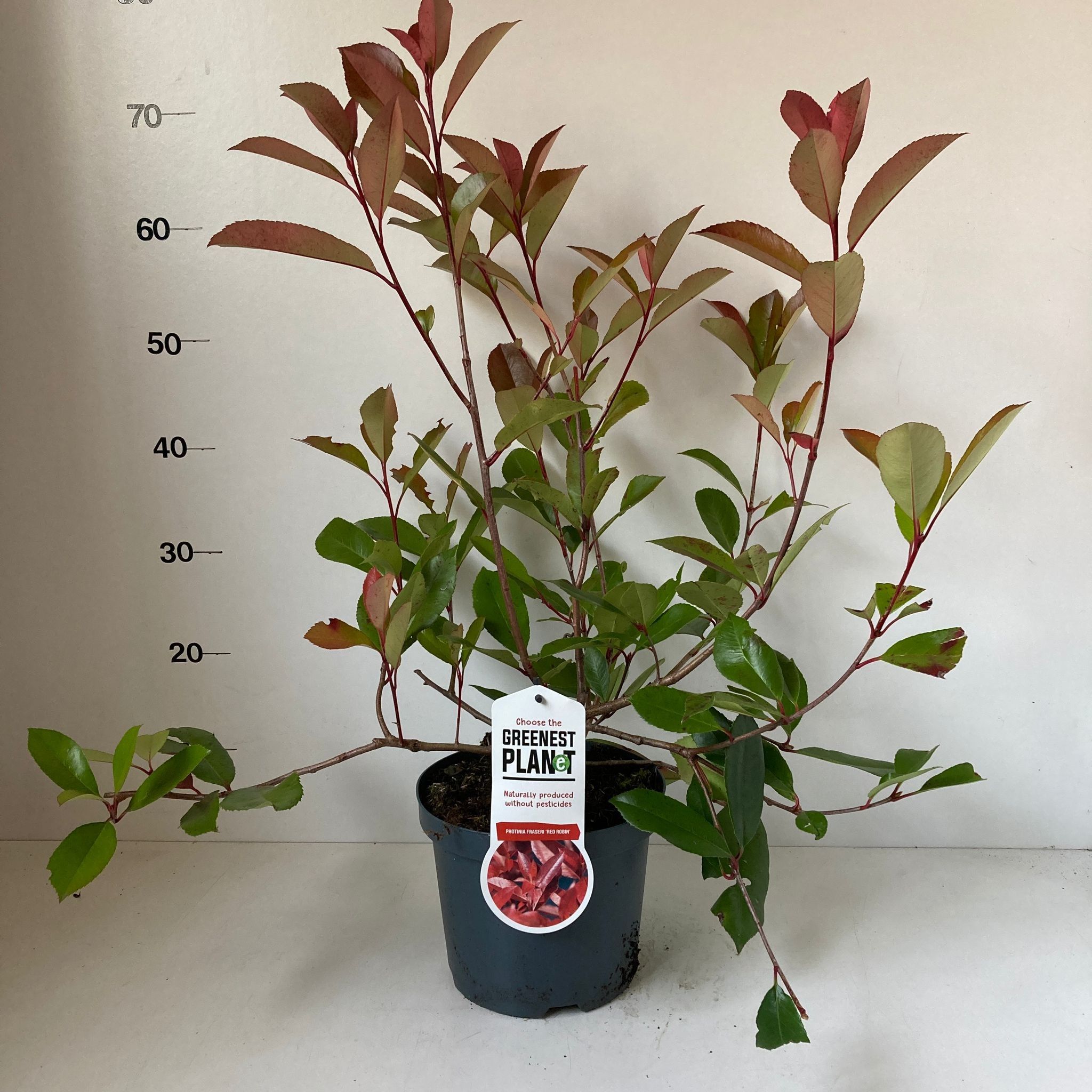 Photinia fraseri 'Red Robin', D 19