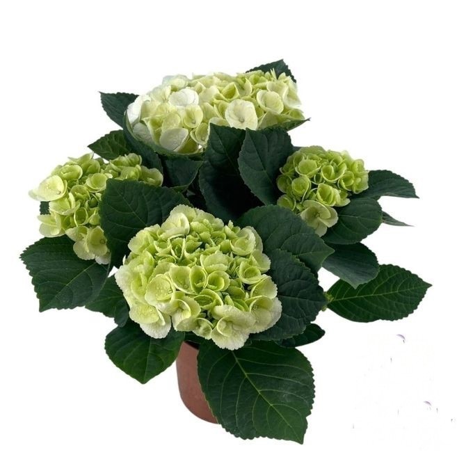 854 VDBE : Pot 14 HYDRANGEA white 2 - 4 knop, D 14