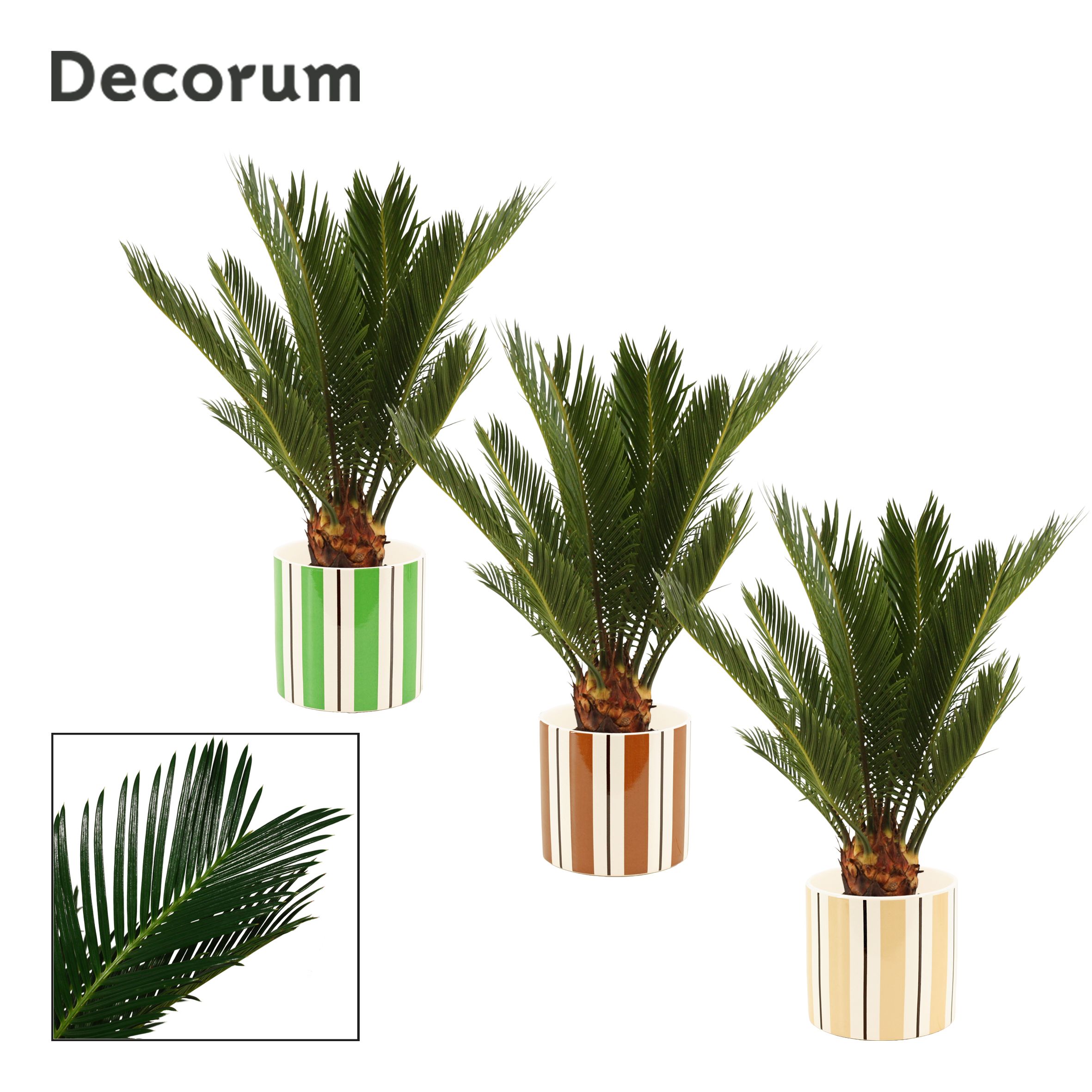 Cycas Revoluta 12 cm Decorum, 6+ veren in Beau (Natural bubble), D 12