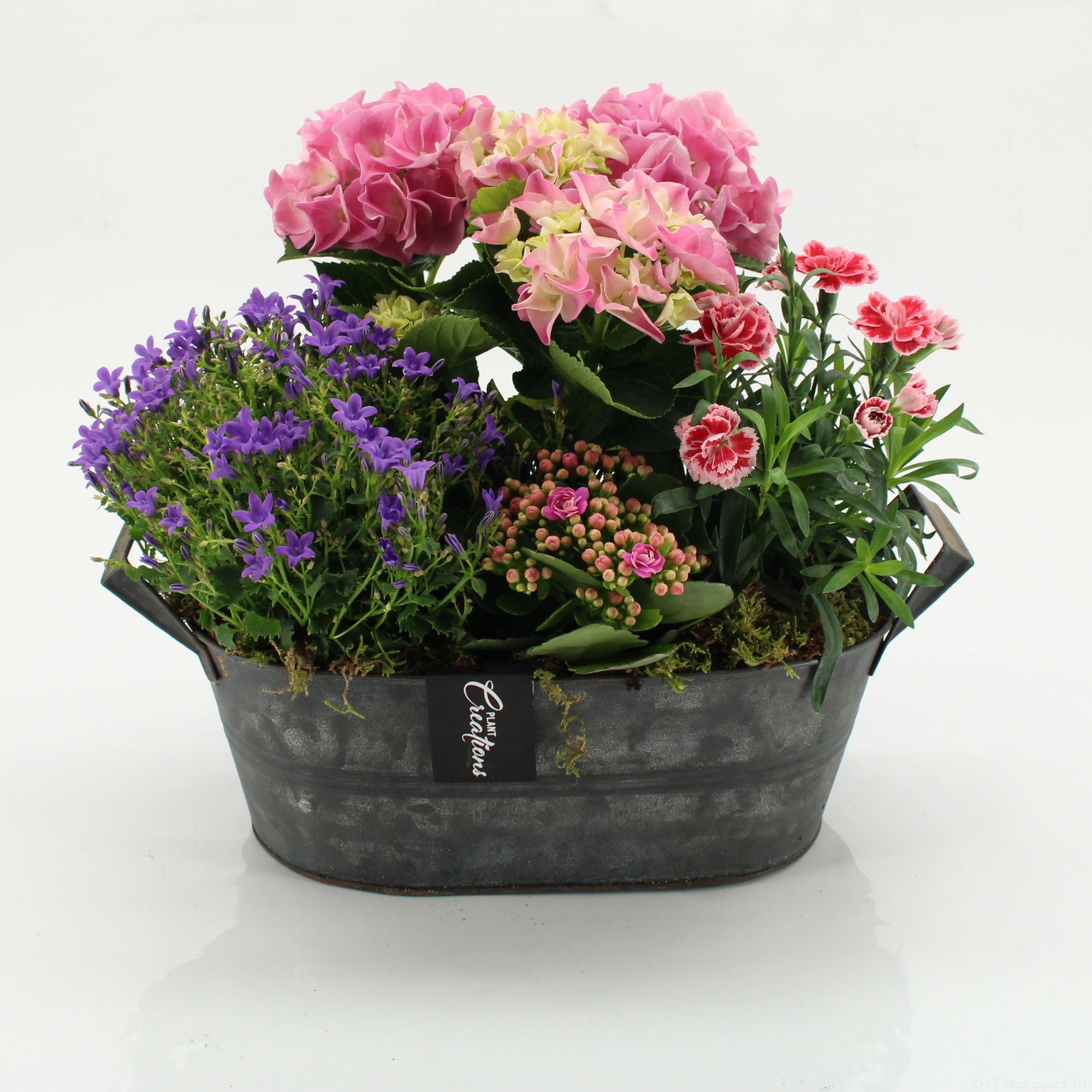 CACR-2608 Campanula creations, D 32