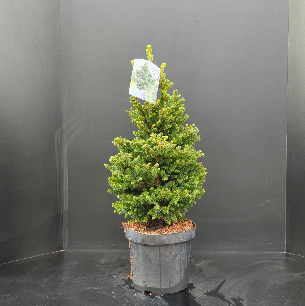Picea abies Will's Zwerg, D 26