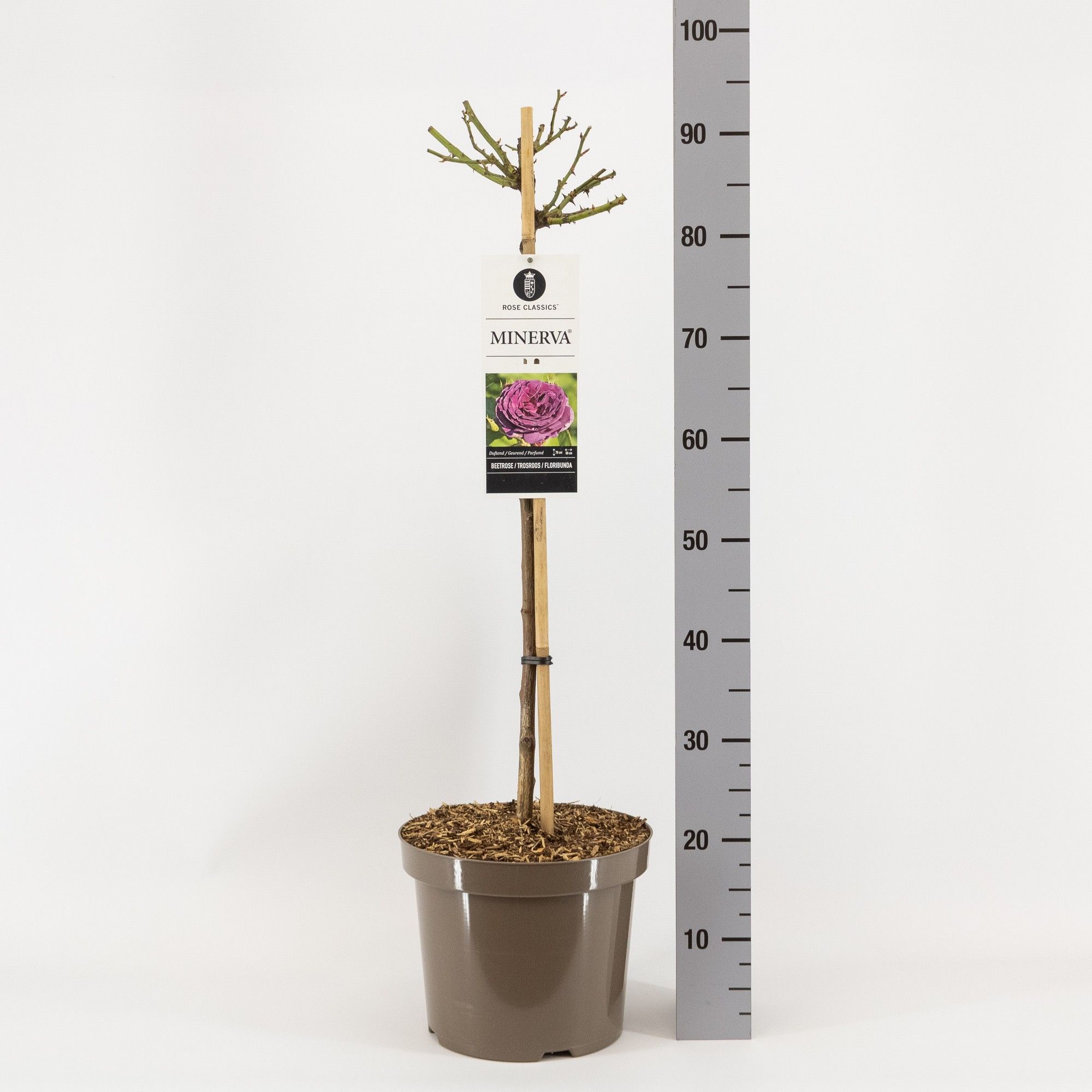 Rosa (F) Minerva ®, stam 70, C7.5, D 26