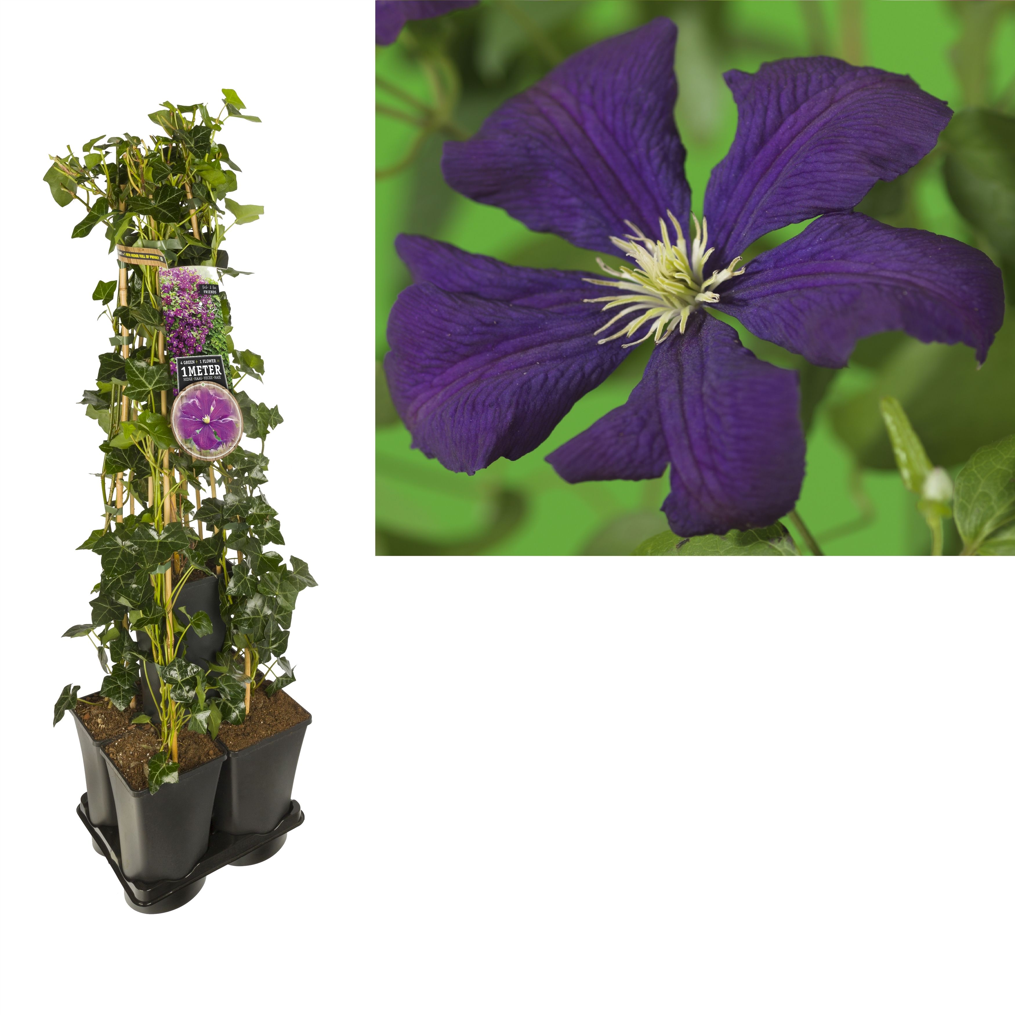 1 m. privacy mix Hedera + Clematis vit. 'Etoile Violette' +label, D 17